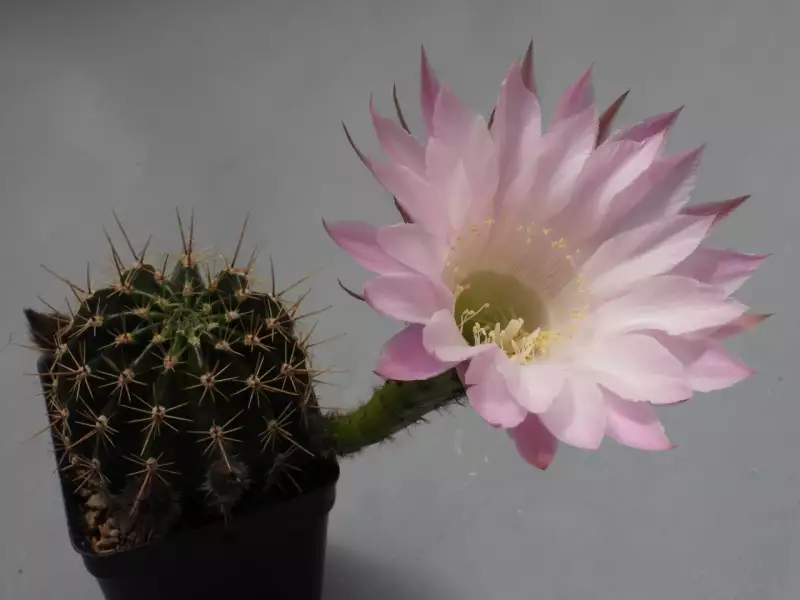 Scaled image p31.webp 