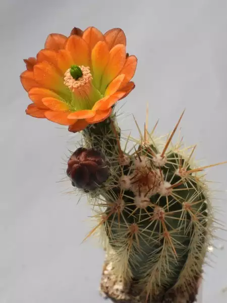 Scaled image p32.webp 