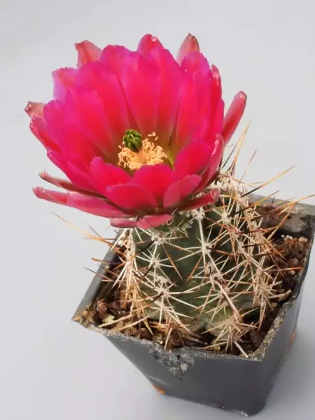 Scaled image p16.webp 