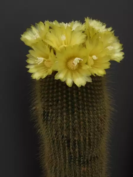 Scaled image p50.webp 