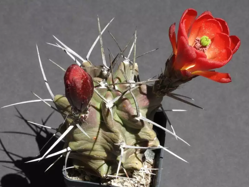 Scaled image p01.webp 