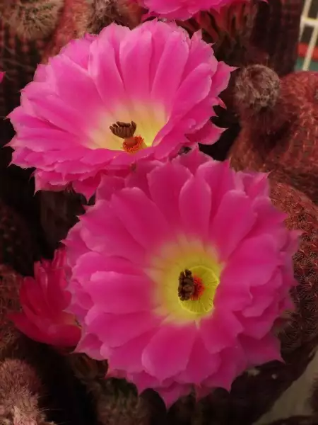 Scaled image p25.webp 