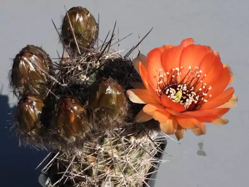 Scaled image p42.webp 