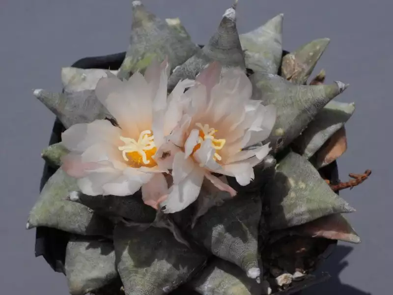 Scaled image p31.webp 