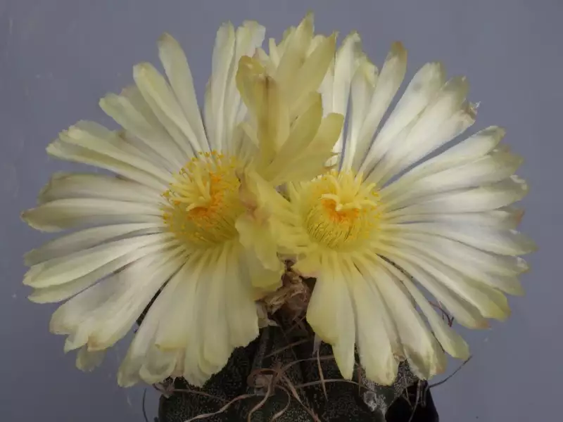 Scaled image p_113.webp 