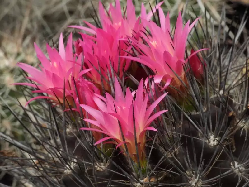 Scaled image p27.webp 