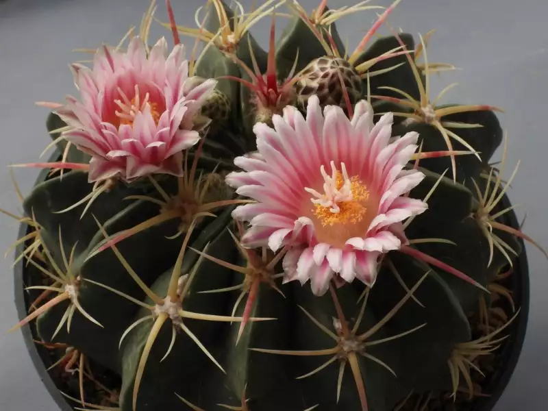 Scaled image p29.webp 