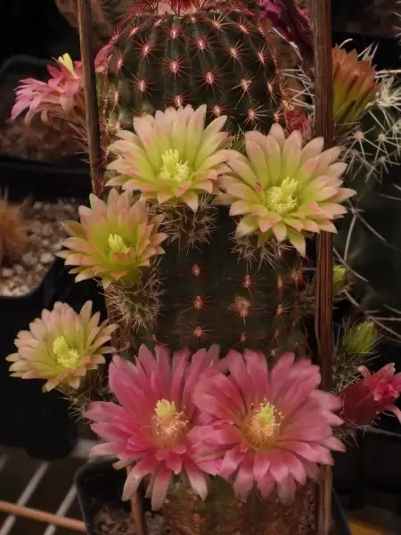 Scaled image p14.webp 