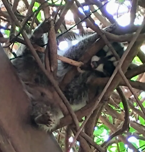 Scaled image 1000004737.webp 