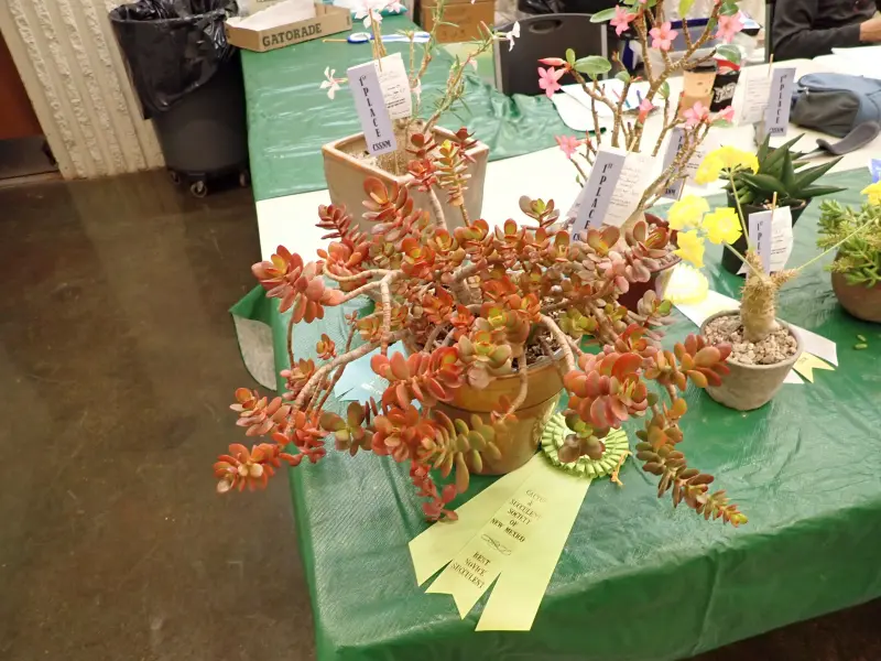 Scaled image P4124194.webp 