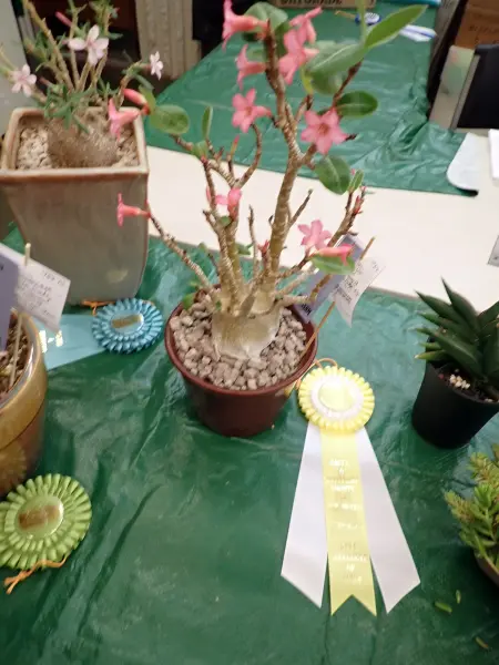 Scaled image P4124195.webp 