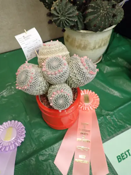 Scaled image P4124196.webp 