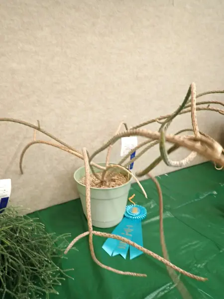 Scaled image P4124198.webp 