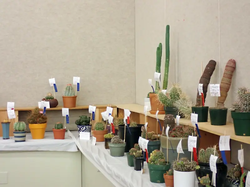 Scaled image P4124206.webp 