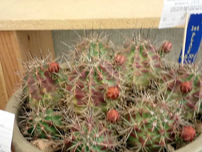 Scaled image P4124207.webp 