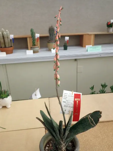 Scaled image P4124211.webp 