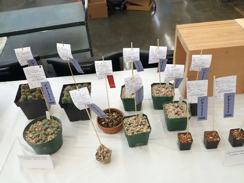 Scaled image P4124212.webp 