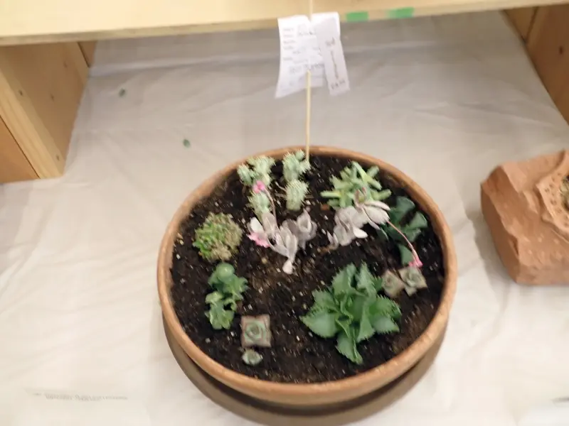 Scaled image P4124214.webp 