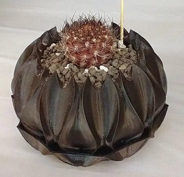Scaled image 1000005683_new.webp 