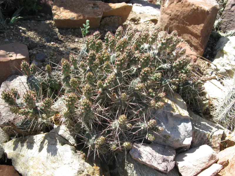 Scaled image IMG_8635OfragilisBlackCatJarillaMts4-12-26@Albq.Gdn.Ctr.webp 