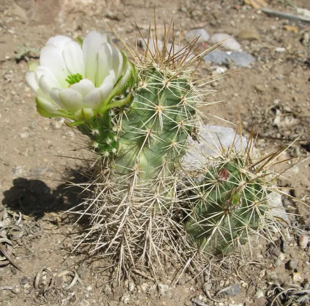 Scaled image IMG_8646cropped.webp 