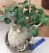 Thumbnail 1000005680_new.webp 