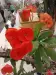 Thumbnail 1000005681.webp 