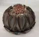 Thumbnail 1000005683_new.webp 