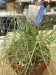 Thumbnail IMG_6947.webp 
