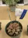 Thumbnail IMG_6959.webp 
