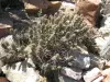 Thumbnail IMG_8635OfragilisBlackCatJarillaMts4-12-26@Albq.Gdn.Ctr.webp 