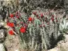 Thumbnail IMG_8641Etriglochidiatus-JarillaMts4-12-26@Albq.GdnCtr.webp 