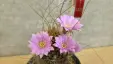 Thumbnail Lobivia_wrightiana_new.webp 