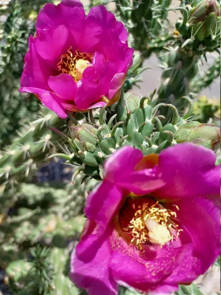 Scaled image Cylindropuntia_imbricata.webp 