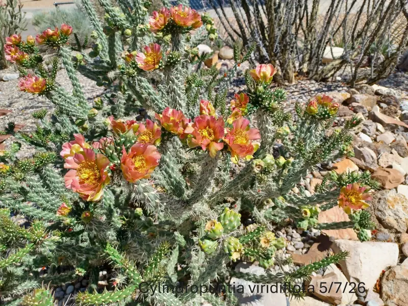 Scaled image Cylindropuntia_viridiflora.webp 