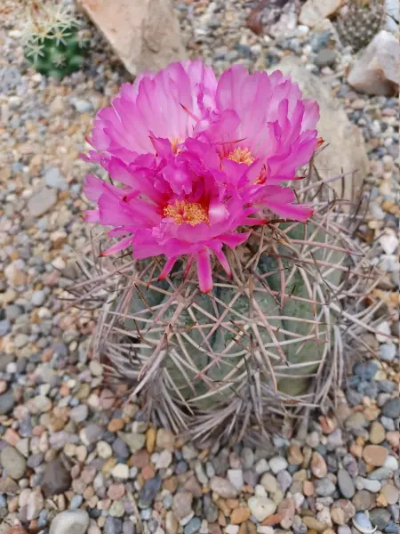 Scaled image Echinocactus_horizonthalonius.webp 