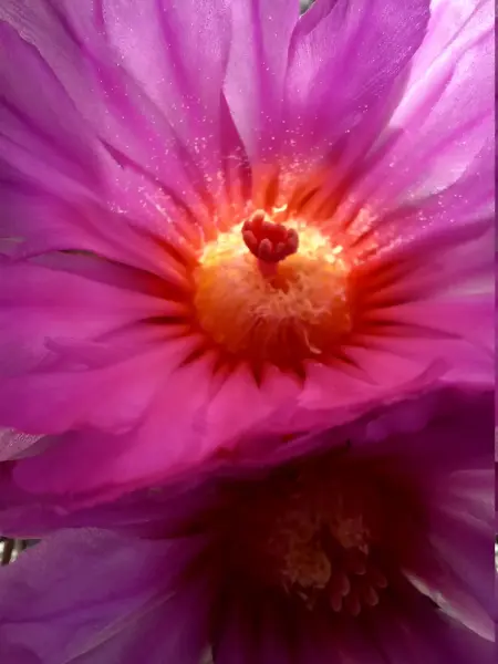 Scaled image Echinocactus_horizonthalonius_2.webp 