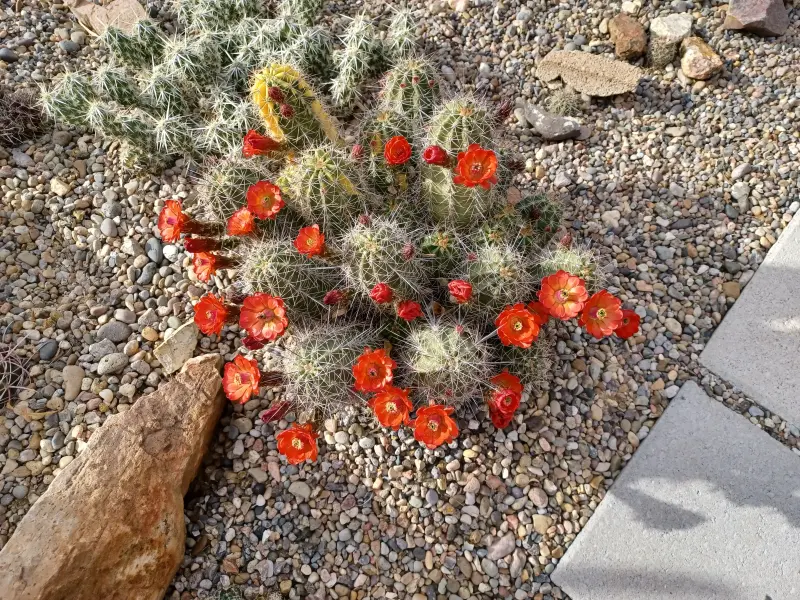 Scaled image Echinocereus_coccinea_variegated.webp 