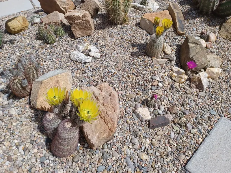 Scaled image Echinocereus_dasyacanthus.webp 