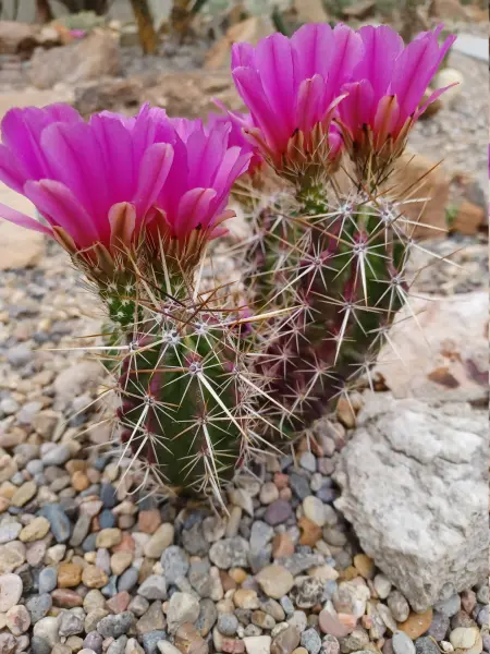 Scaled image Echinocereus_engelmannii_x_mutt.webp 