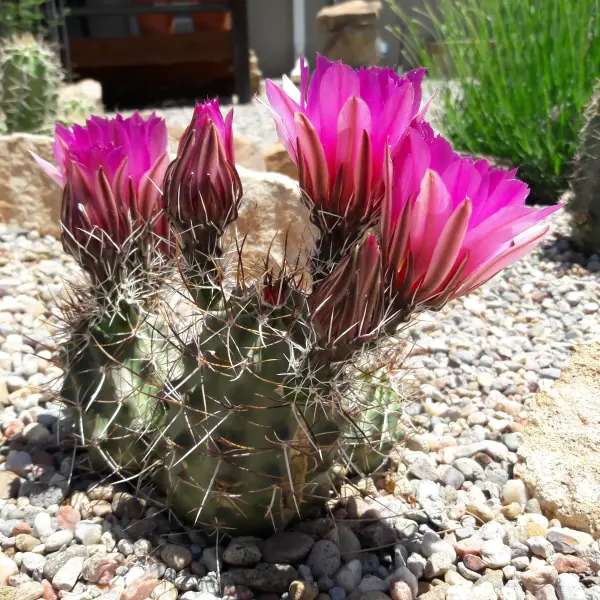 Scaled image Echinocereus_fendleri.webp 