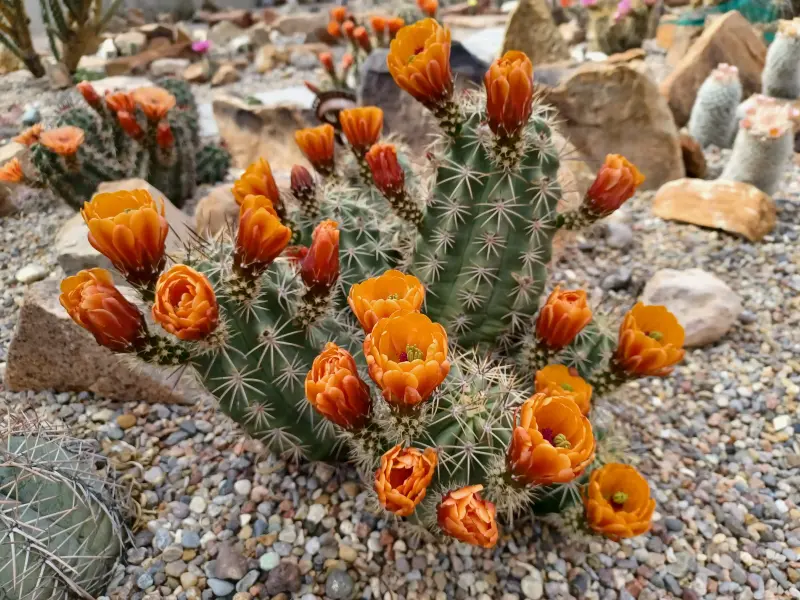 Scaled image Echinocereus_lloydii.webp 