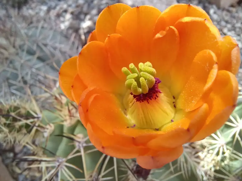 Scaled image Echinocereus_lloydii_2.webp 