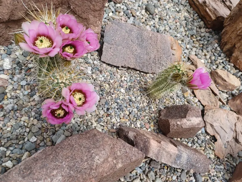 Scaled image Echinocereus_nicholii.webp 