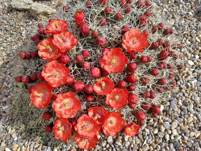 Scaled image Echinocereus_triglochidiatus.webp 