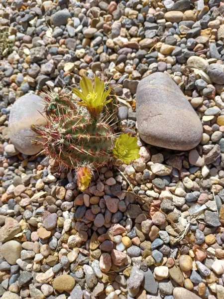 Scaled image Echinocereus_viridiflorus.webp 