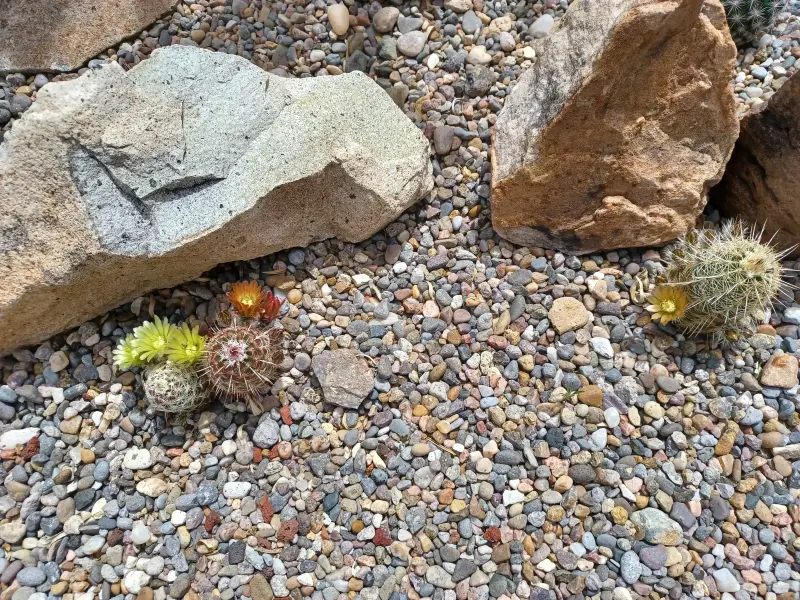Scaled image Echinocereus_viridiflorus_hybrid.webp 