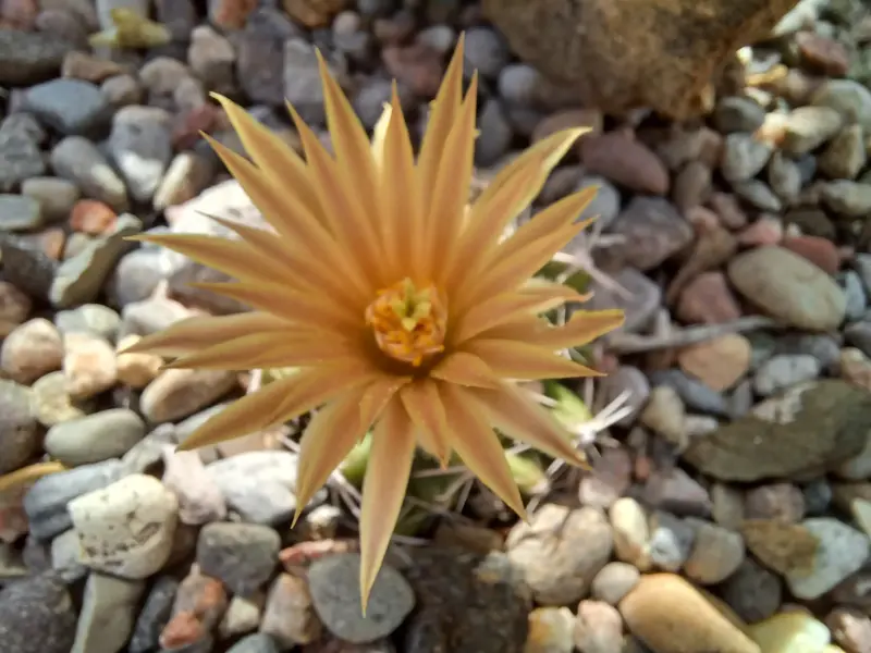 Scaled image Escobaria_missouriensis.webp 