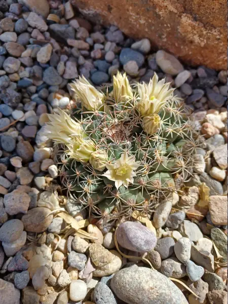 Scaled image Mammillaria_meiacantha.webp 