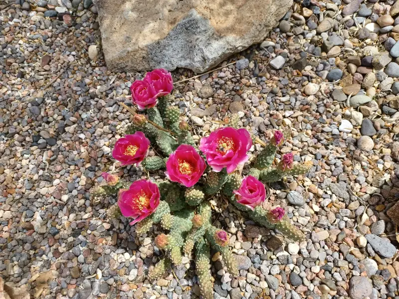 Scaled image Opuntia_fragilis_hybrid.webp 
